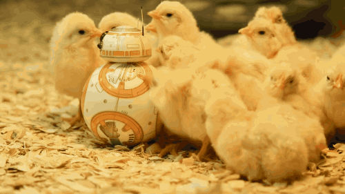 animal-factbook:    The character BB-8 in Starwars: The Force Awakens is moved by a group of baby chickens wearing green suits.       What a cluckball.
