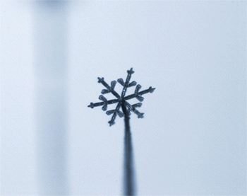 i-heart-histo:

Have A Very Micro Christmas!
A growing snowflake by Kenneth Libbrecht
i-h-h
