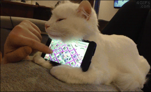 Cat gamer