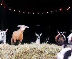 Goats are fun
