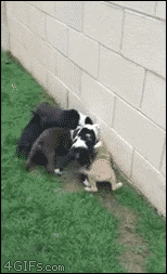cat being approached by puppies