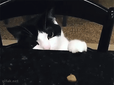 ○●白黒猫　黒白猫　9匹目●○ [無断転載禁止]©2ch.net	YouTube動画>5本 ->画像>283枚 