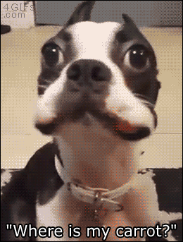4gifs:

Boston Terrier gets busted. [video]