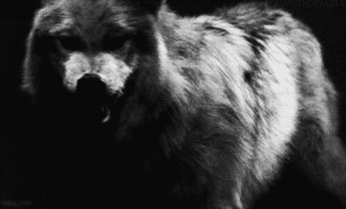 Avalon, if you are not a wolf, you will be eaten by wolves. Tumblr_n0avm66OSU1t1xeswo1_500