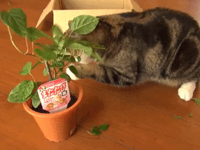 Кот ест цветы