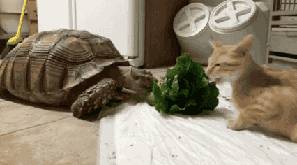 gif cat animals tortoise lettuce gifsboom •