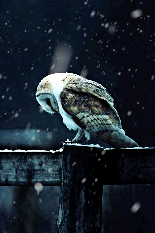 Owls & Dreamcatchers - cover