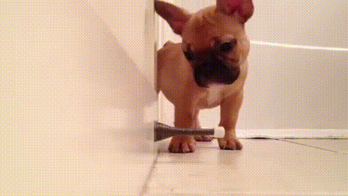 21 Reasons Why Owning a French Bulldog Is the Worst Thing You Could Do! 2