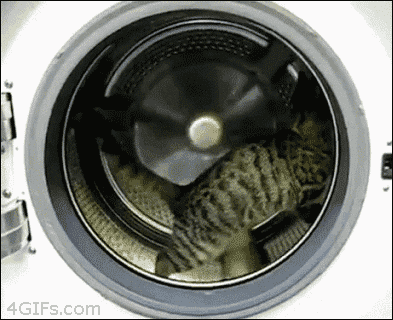 Кот в стиральной машинке