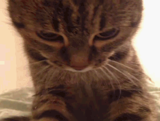Котик-массажист