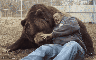 4gifs: 1,400 pound Kodiak bears need hugs too. 