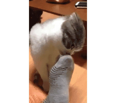 Кот нюхает носок