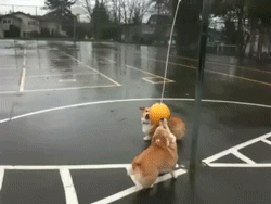 Корги играют с мячом