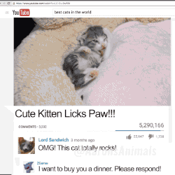 Котики на youtube