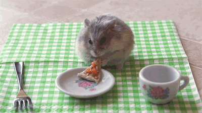 In this thrilling sequel to last week&rsquo;s tiny hamster eating a tiny burrito, we have a tiny hamster eating tiny pizza.