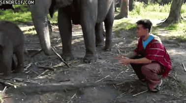 elephant-thailand 