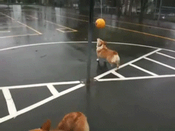 Корги играют с мячом